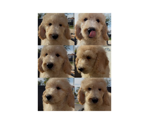 Poodle (Standard) Puppy for sale in EXETER, CA, USA