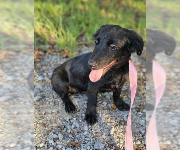 Medium Photo #2 Mutt Puppy For Sale in Cranston, RI, USA