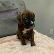 Small Photo #5 Boxer Puppy For Sale in NORCO, CA, USA