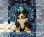 Small Photo #2 Bernese Mountain Dog Puppy For Sale in NEW HOLLAND, PA, USA