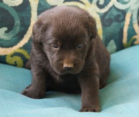 Labrador Retriever Puppy for sale in MILLTOWN, IN, USA