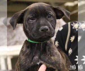 Labrador Retriever-Unknown Mix Dogs for adoption in Washington, DC, USA