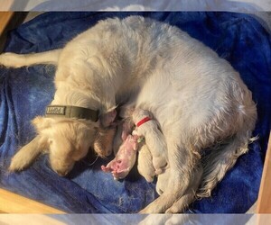 Mother of the English Cream Golden Retriever puppies born on 12/14/2021