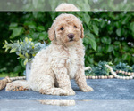 Small #1 Poodle (Miniature)