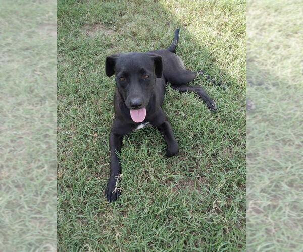 Medium Photo #1 Labrador Retriever-Unknown Mix Puppy For Sale in New York, NY, USA