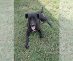 Small Labrador Retriever Mix