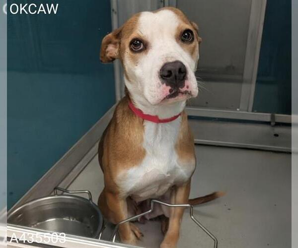 Medium Photo #2 American Pit Bull Terrier-Unknown Mix Puppy For Sale in Oklahoma City, OK, USA