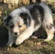 Small Photo #6 Australian Shepherd Puppy For Sale in BERTRAM, TX, USA