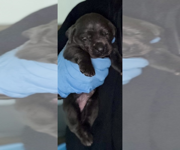 Medium Photo #7 Cane Corso Puppy For Sale in ANDERSON, IN, USA