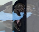 Small #6 Cane Corso