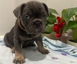 Small Photo #14 French Bulldog Puppy For Sale in TAMPA, FL, USA