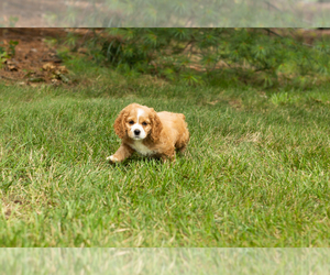 Cocker Spaniel Puppy for sale in NAPPANEE, IN, USA