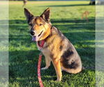 Small #13 German Shepherd Dog Mix