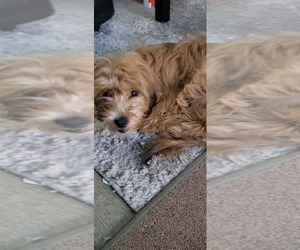 Bichpoo-Maltipoo Mix Puppy for sale in GARDEN GROVE, CA, USA