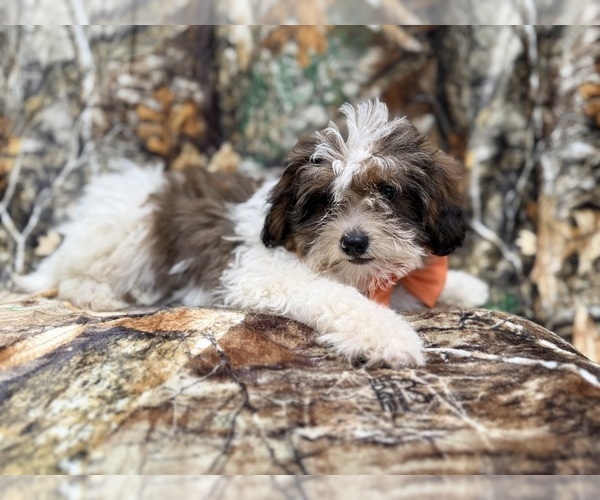 Medium Photo #3 ShihPoo Puppy For Sale in LAKELAND, FL, USA