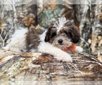 Small #2 ShihPoo