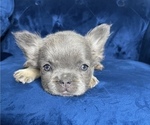 Small Photo #40 French Bulldog Puppy For Sale in DALLAS, TX, USA