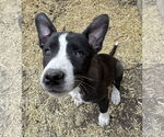 Small #2 Mutt