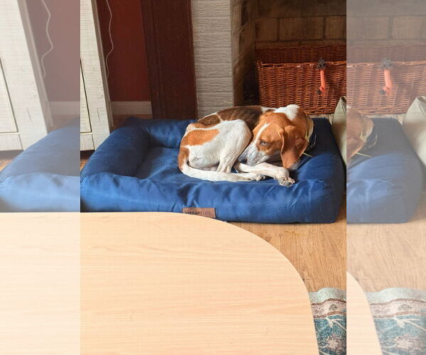 Medium Photo #5 Mutt Puppy For Sale in Rustburg, VA, USA