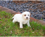 Small #3 Cavapoo (Miniature)