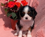 Puppy Bjorn Cavalier King Charles Spaniel