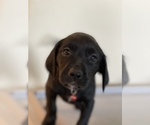 Puppy 4 Labrador Retriever