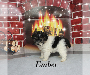 Poodle (Toy) Puppy for sale in CHANUTE, KS, USA