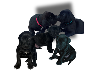 Presa Canario Puppy for sale in ATLANTA, GA, USA