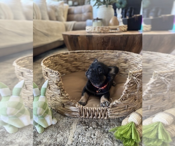 Medium Photo #9 French Bulldog Puppy For Sale in BONNEAU, SC, USA