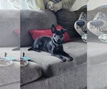 Small Photo #8 Dachshund-Labrador Retriever Mix Puppy For Sale in Princeton, MN, USA