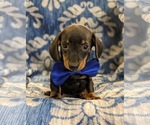 Small Photo #4 Dachshund Puppy For Sale in NEW HOLLAND, PA, USA