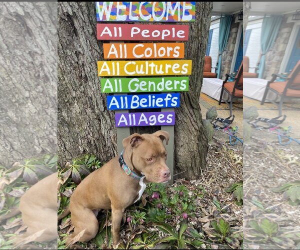 Medium Photo #1 American Pit Bull Terrier-Unknown Mix Puppy For Sale in Sykesville, MD, USA