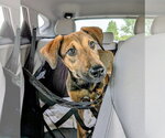 Small #2 Doberman Pinscher Mix