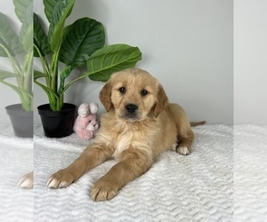 Golden Retriever Puppy for sale in FRANKLIN, IN, USA