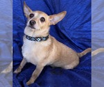 Small #3 Chihuahua