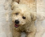 Small #3 Maltipoo (Miniature)
