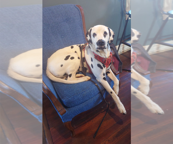 Medium Photo #6 Dalmatian Puppy For Sale in CHARLOTTE, NC, USA