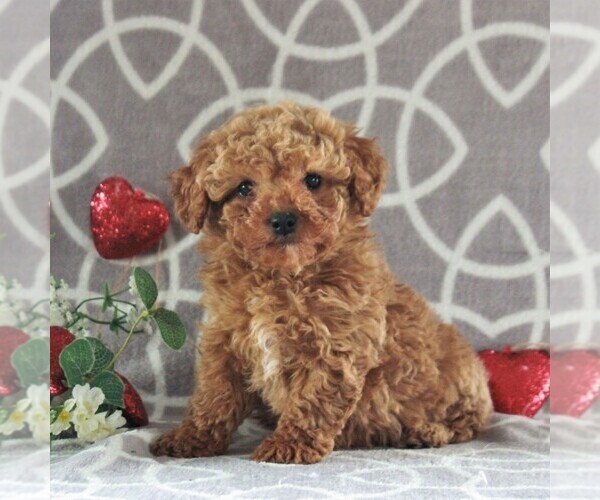 Medium Photo #3 Cavachon-Poodle (Miniature) Mix Puppy For Sale in GORDONVILLE, PA, USA