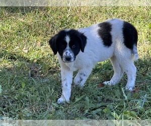 Great Pyrenees-Newfoundland Mix Puppy for sale in JACKSON, NJ, USA