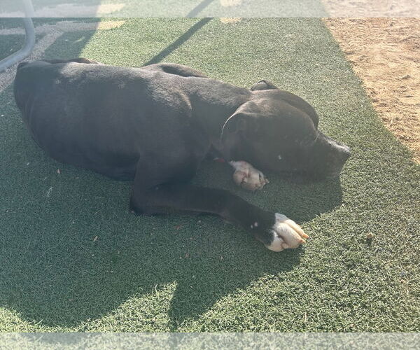 Medium Photo #4 Mastiff-Unknown Mix Puppy For Sale in Apple Valley, CA, USA