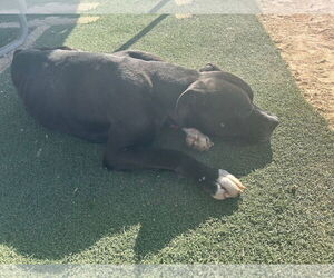 Big Willie-Adoption Pending! - Male Mastiff-Unknown Mix Dog for Adoption - Photo #4