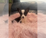 Small #8 Pembroke Welsh Corgi