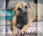Freddie - Male Chiweenie Dog for Adoption - Small photo