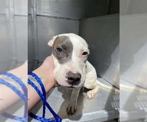 American Pit Bull Terrier-Unknown Mix Dogs for adoption in Waco, TX, USA