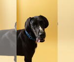 Small #15 Great Dane