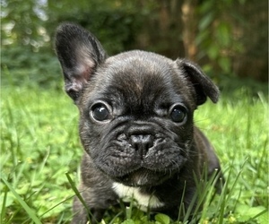 Medium French Bulldog