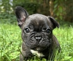Puppy Lalisa French Bulldog