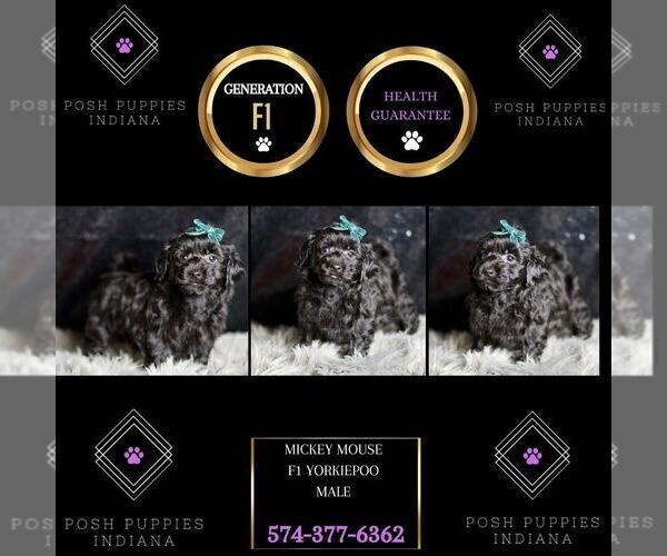 Medium Photo #74 YorkiePoo Puppy For Sale in WARSAW, IN, USA