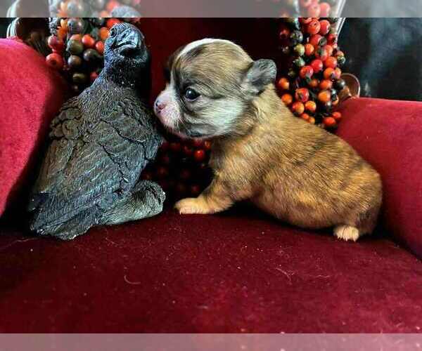 Medium Photo #2 Chihuahua Puppy For Sale in NEWVILLE, PA, USA