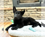 Small Photo #15 German Shepherd Dog Puppy For Sale in LENOIR, NC, USA